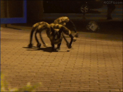 27 Furry Halloween Ideas To Make You Smile [in Gifs]