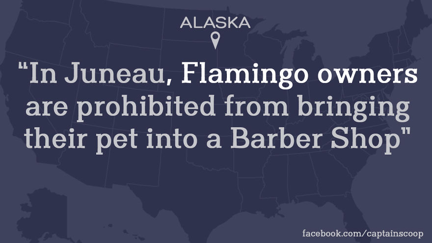 Map of Alaska with a strange law stating flamingo owners cannot bring their pet into a barbershop, highlighting odd US laws.