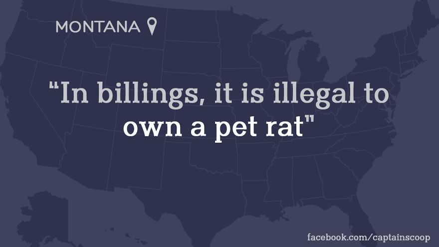 Map of the U.S. highlighting Montana with a stupid law about owning a pet rat in Billings city.