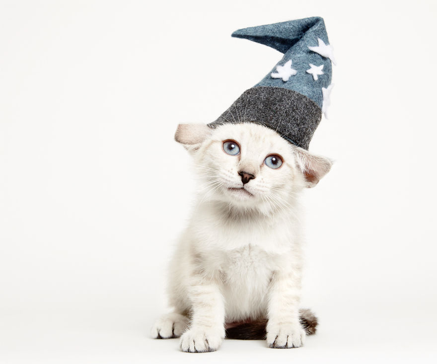 We Created Hats For Shelter Cats To Help Them Get Adopted We Created Hats For Shelter Cats To Help Them Get Adopted