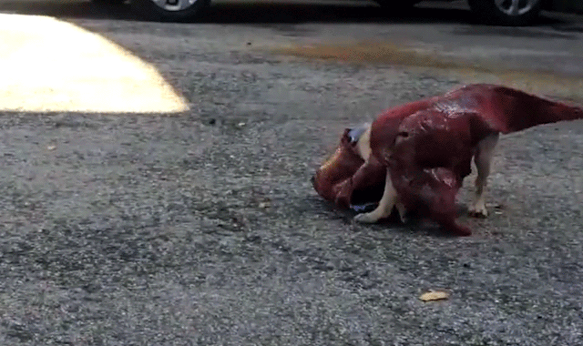 27 Furry Halloween Ideas To Make You Smile [in Gifs]