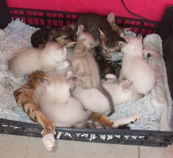 Momma Cat Is Somewhere Under The Kittens