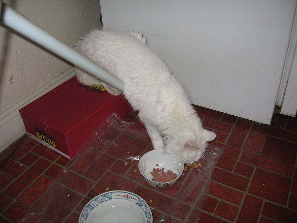 My Favorite Eating Position