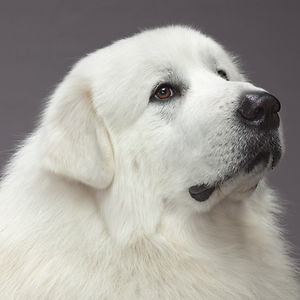 shahar-azari100 avatar