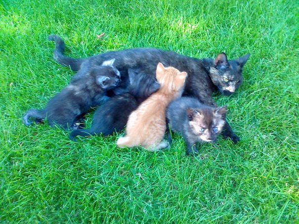 My Cat Had The Best Way To Celebrate Mother´s Day