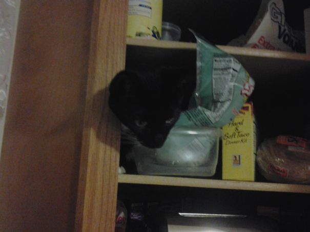 I Found The Catnip Stash!!