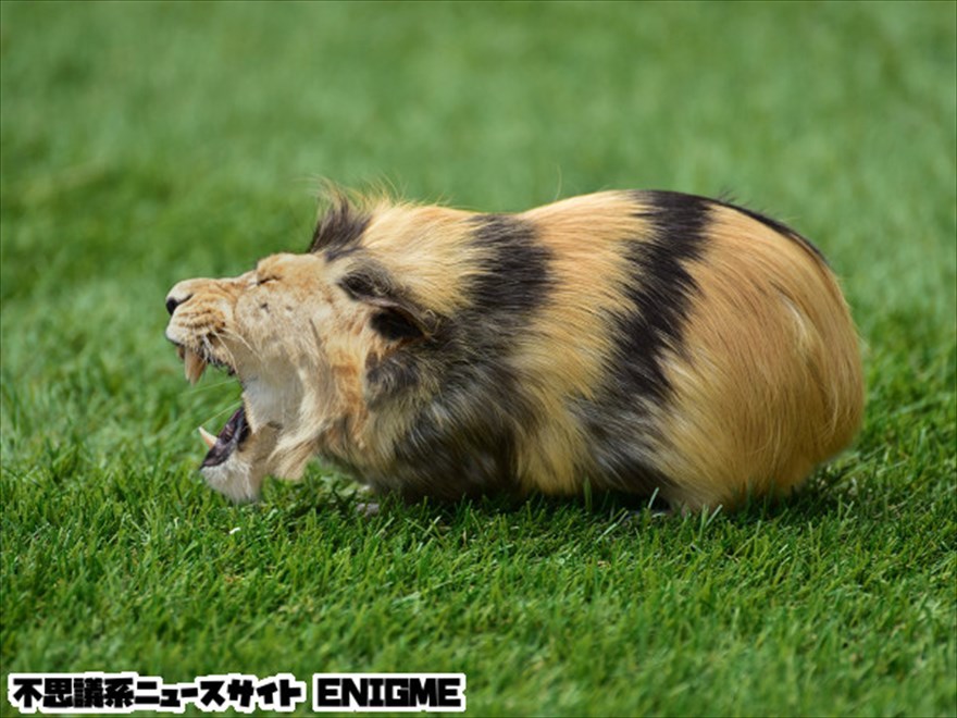 Strange animal hybrid featuring a lion's head on a guinea pig's body in a grassy field.