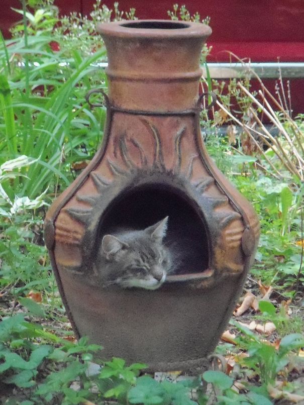 Oliver Asleep In The Chimenea!