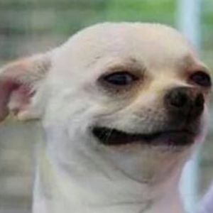 naisxnaturally avatar