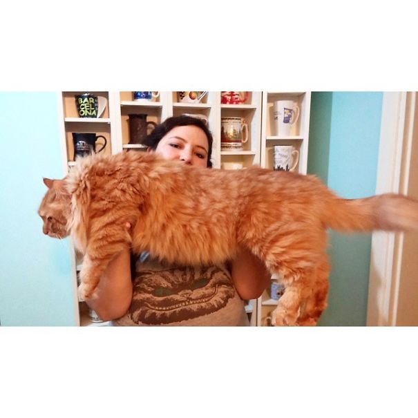 Woman holding a large orange Maine C**n cat indoors, showcasing the giant kitty's size and soft fur.