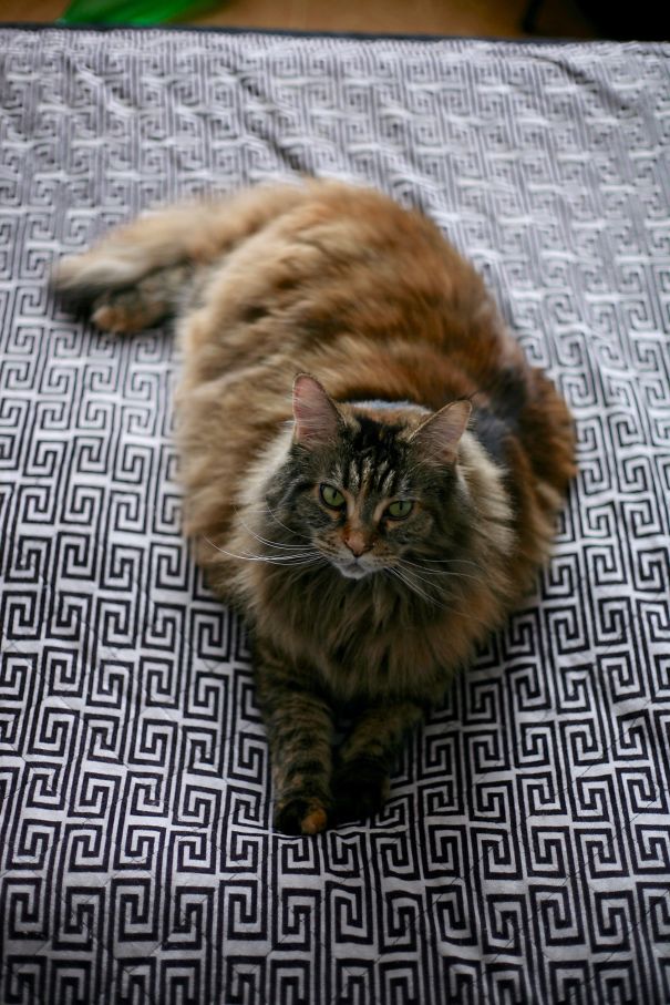 Large Maine C**n cat with long fur lying on a patterned fabric, showing its gentle and soft character.