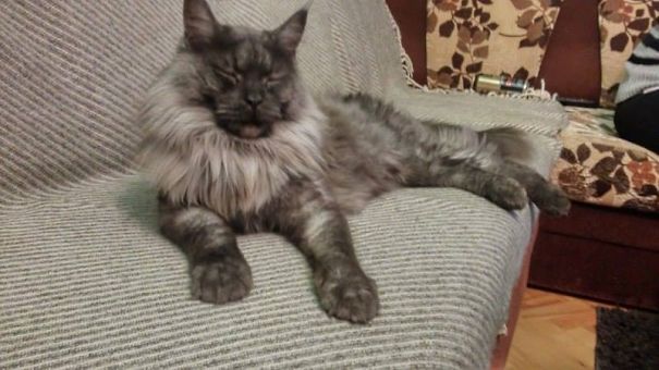 Large Maine C**n cat with long fur lounging comfortably on a striped couch in a cozy living room.