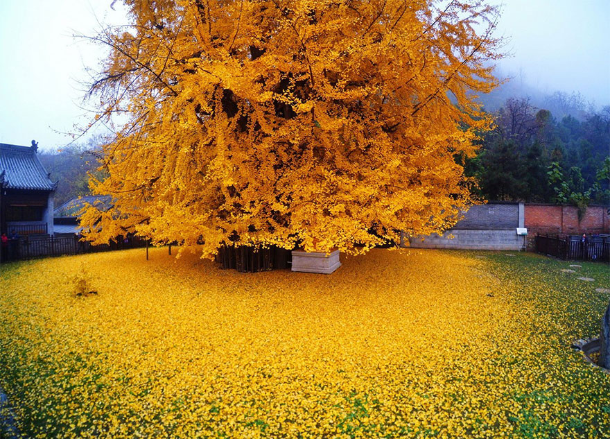 1400-old-ginkgo-tree-yellow-leaves-buddhist-temple-china-1 1400-old-ginkgo-tree-yellow-leaves-buddhist-temple-china-1