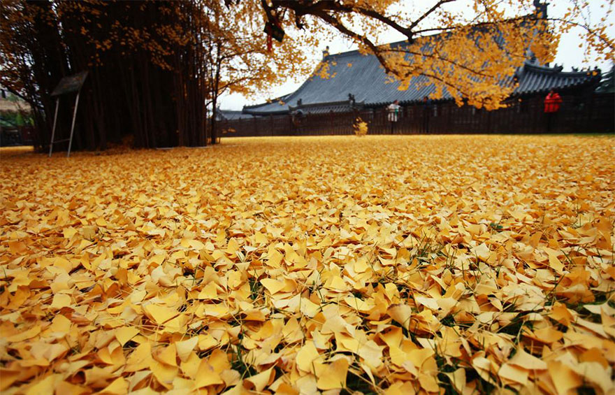 1400-old-ginkgo-tree-yellow-leaves-buddhist-temple-china-3 1400-old-ginkgo-tree-yellow-leaves-buddhist-temple-china-3