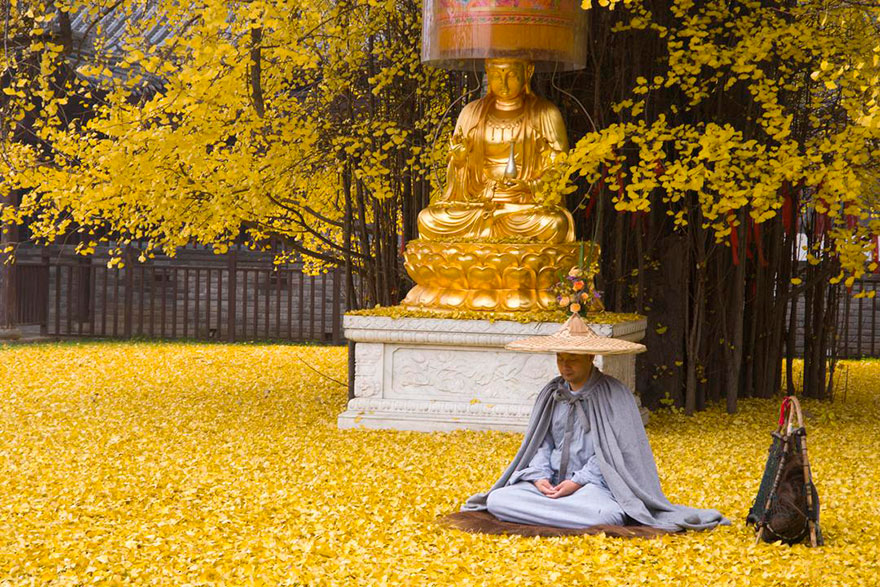 1400-old-ginkgo-tree-yellow-leaves-buddhist-temple-china-6 1400-old-ginkgo-tree-yellow-leaves-buddhist-temple-china-6