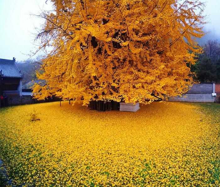 1,400-Year-Old Chinese Ginkgo Tree Drops Leaves That Drown Buddhist Temple In A Yellow Ocean