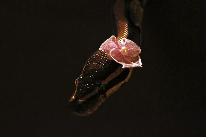 My Little Mr. Fluffybottoms