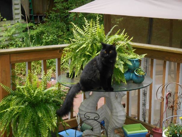 Black Maine C**n cat with long fur sitting on a glass table surrounded by green plants on a wooden deck.