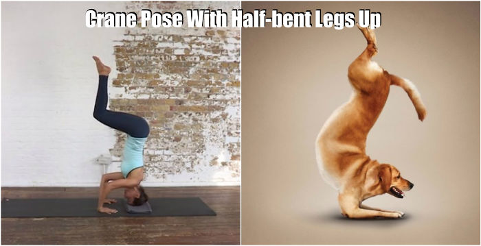 18 Cute Animals Showing You Some Yoga Poses 18 Cute Animals Showing You Some Yoga Poses