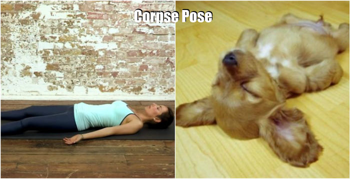 18 Cute Animals Showing You Some Yoga Poses 18 Cute Animals Showing You Some Yoga Poses