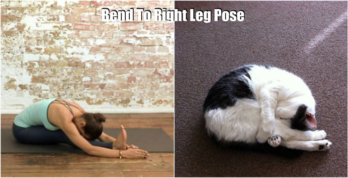 18 Cute Animals Showing You Some Yoga Poses 18 Cute Animals Showing You Some Yoga Poses