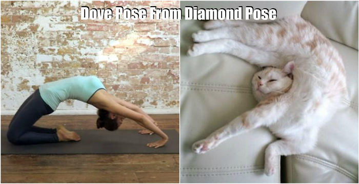 18 Cute Animals Showing You Some Yoga Poses 18 Cute Animals Showing You Some Yoga Poses