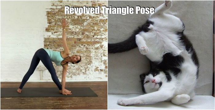 18 Cute Animals Showing You Some Yoga Poses