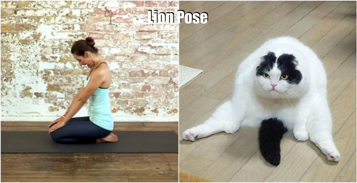 18 Cute Animals Showing You Some Yoga Poses 18 Cute Animals Showing You Some Yoga Poses