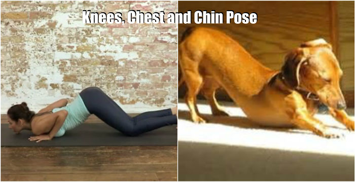 18 Cute Animals Showing You Some Yoga Poses 18 Cute Animals Showing You Some Yoga Poses