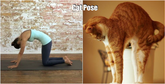 18 Cute Animals Showing You Some Yoga Poses 18 Cute Animals Showing You Some Yoga Poses