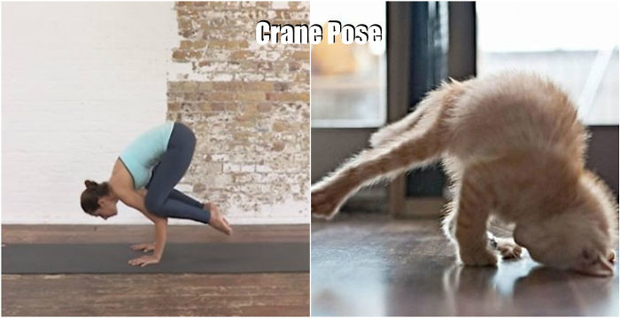 18 Cute Animals Showing You Some Yoga Poses 18 Cute Animals Showing You Some Yoga Poses