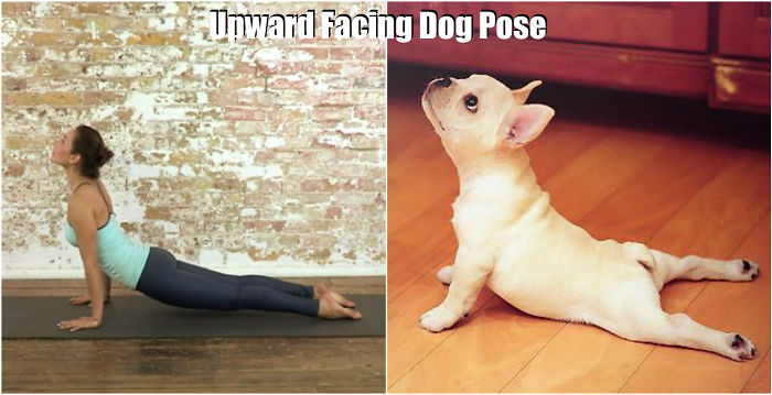 18 Cute Animals Showing You Some Yoga Poses 18 Cute Animals Showing You Some Yoga Poses