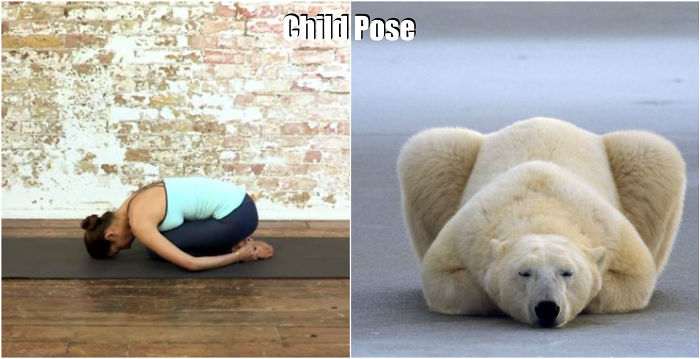 18 Cute Animals Showing You Some Yoga Poses