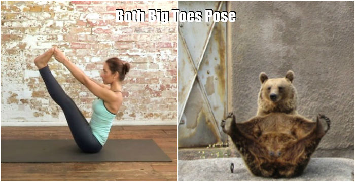 18 Cute Animals Showing You Some Yoga Poses 18 Cute Animals Showing You Some Yoga Poses