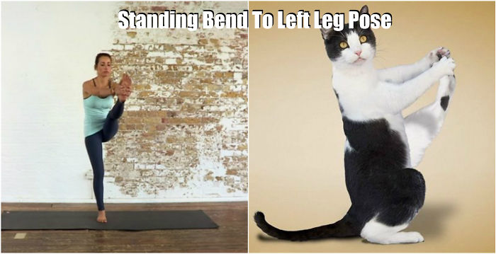 18 Cute Animals Showing You Some Yoga Poses 18 Cute Animals Showing You Some Yoga Poses