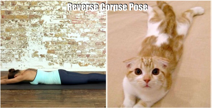 18 Cute Animals Showing You Some Yoga Poses 18 Cute Animals Showing You Some Yoga Poses