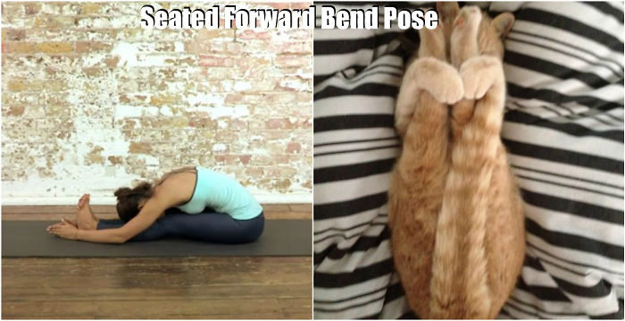 18 Cute Animals Showing You Some Yoga Poses