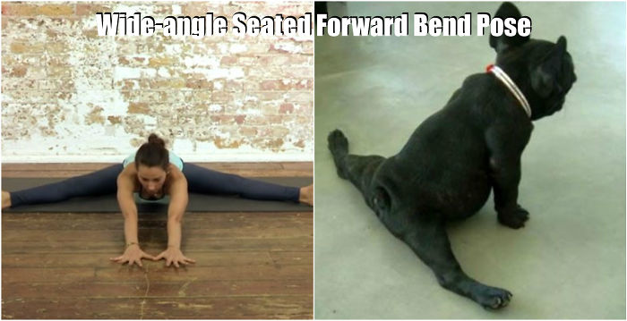 18 Cute Animals Showing You Some Yoga Poses
