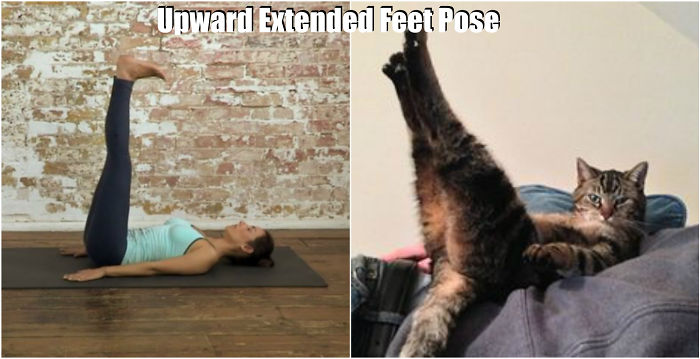 18 Cute Animals Showing You Some Yoga Poses 18 Cute Animals Showing You Some Yoga Poses