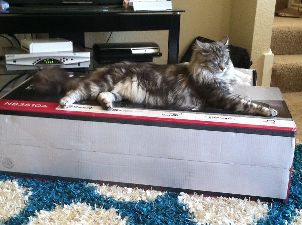 Maine C**n cat with long fur lounging stretched out on a large box in a living room setting.