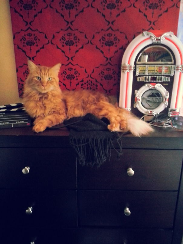 Maine C**n cat with long fur lounging on a dark wooden dresser next to a vintage-style jukebox and a black scarf.