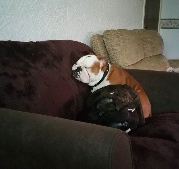 3 Dogs, 1 Sofa And No Need For A Cushion!
