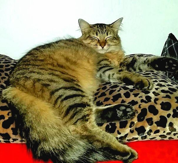 Tabby Maine C**n cat with soft fur sleeping comfortably on a leopard print pillow showing its giant size.
