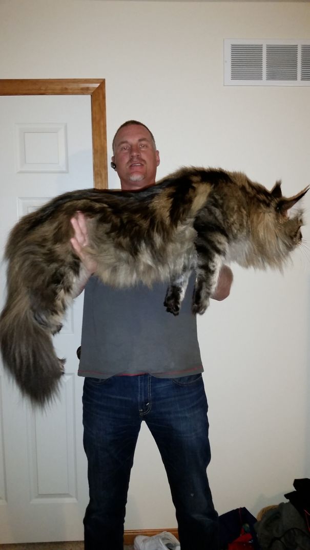 Man holding a giant Maine C**n cat, showcasing its large size and fluffy fur.