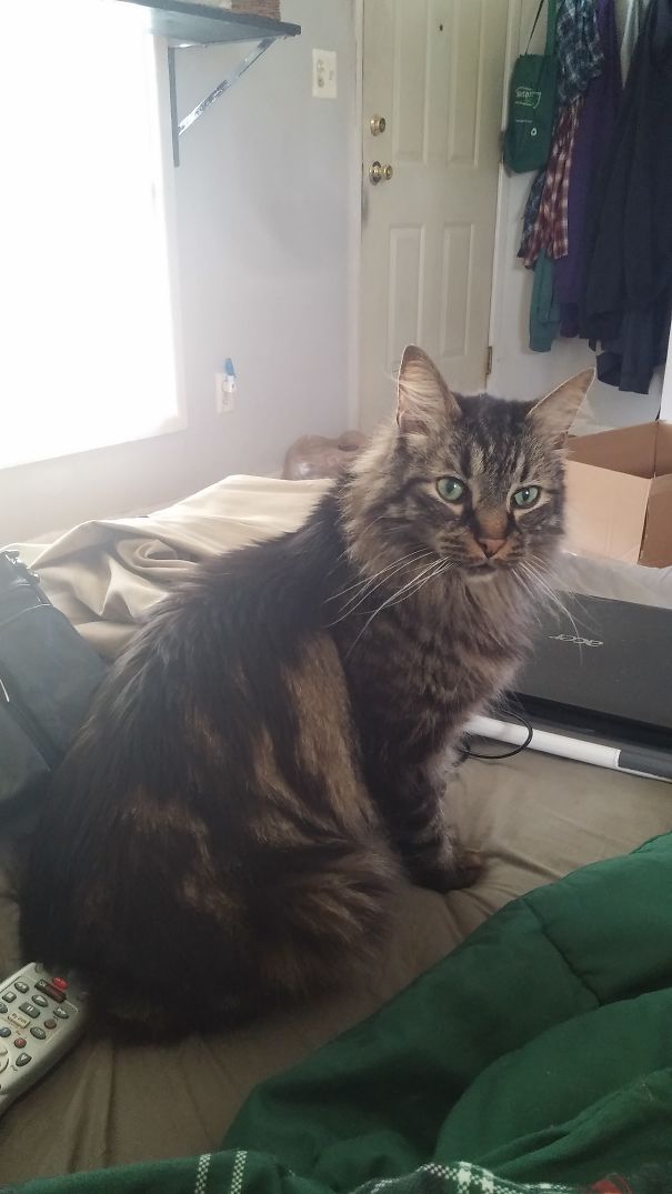 Maine C**n cat with long fur and green eyes sitting on a bed near a window and a laptop in a cozy room.