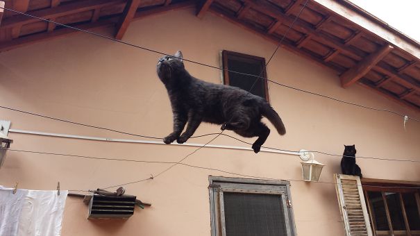 Zebra's Escape Attempt!