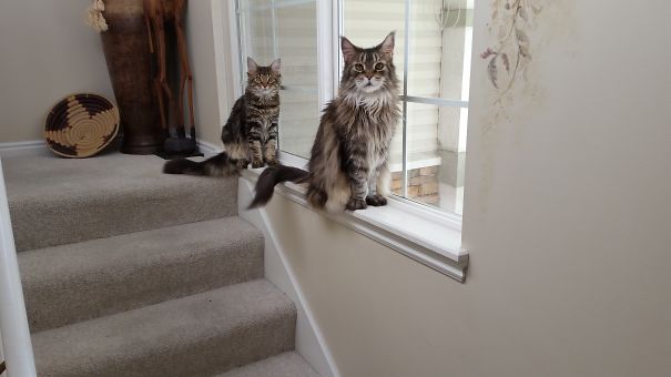 Two Maine C**n cats with long fur sitting indoors near a window on carpeted stairs, showcasing their giant size and gentle nature.