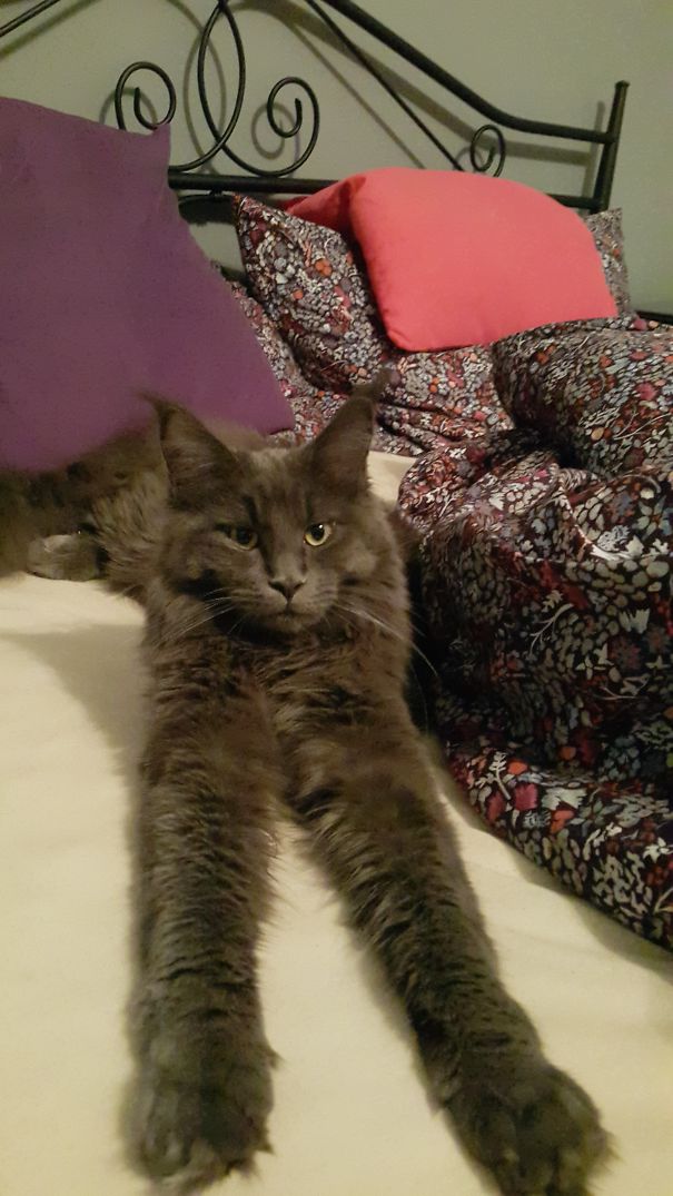 Maine C**n cat with long fur stretching on a bed next to colorful pillows and a floral blanket.