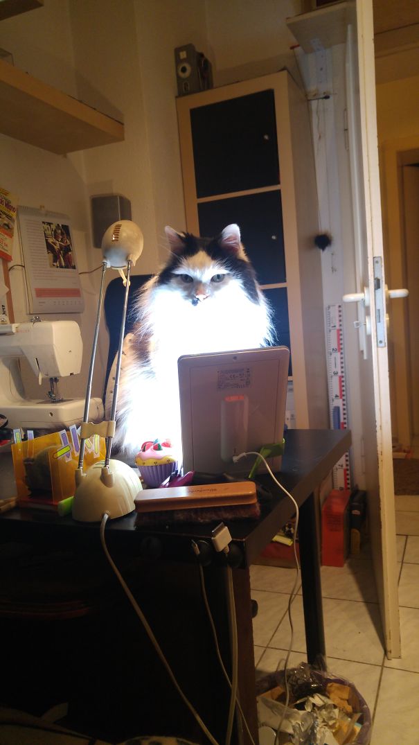 Maine C**n cat sitting on a cluttered desk illuminated by bright light in a cozy indoor workspace.