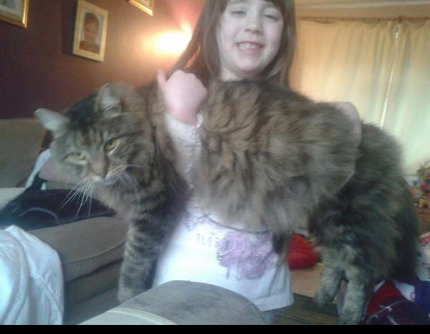 Young girl holding a large Maine C**n cat indoors, showcasing the giant kitties with soft character.